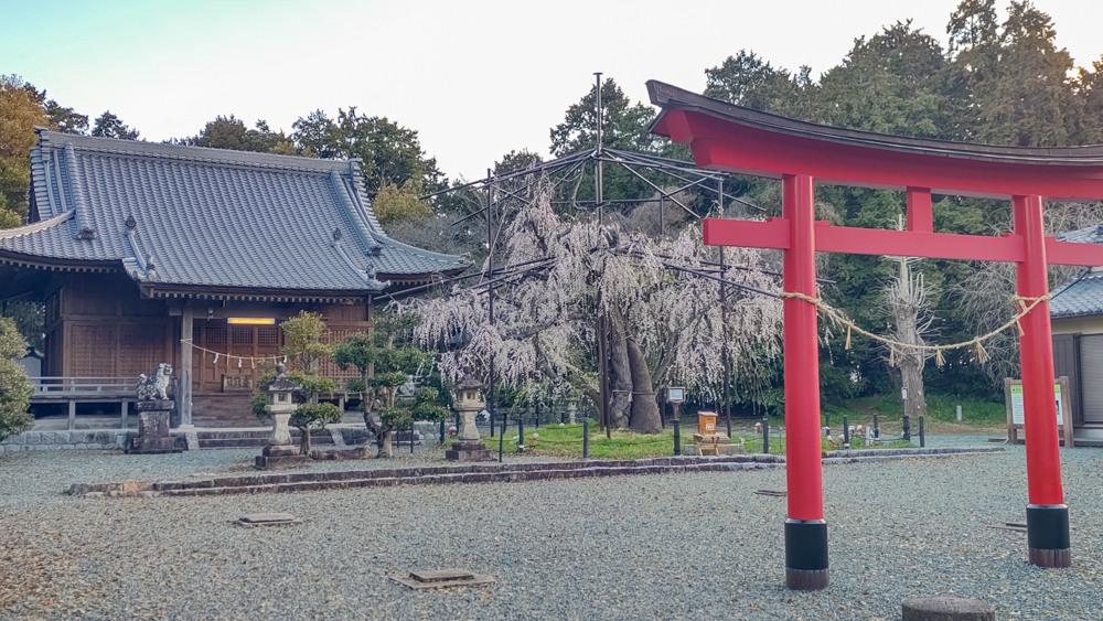 野依八幡社、しだれ桜、3月春の花、愛知県豊橋市の観光・撮影スポットの画像と写真