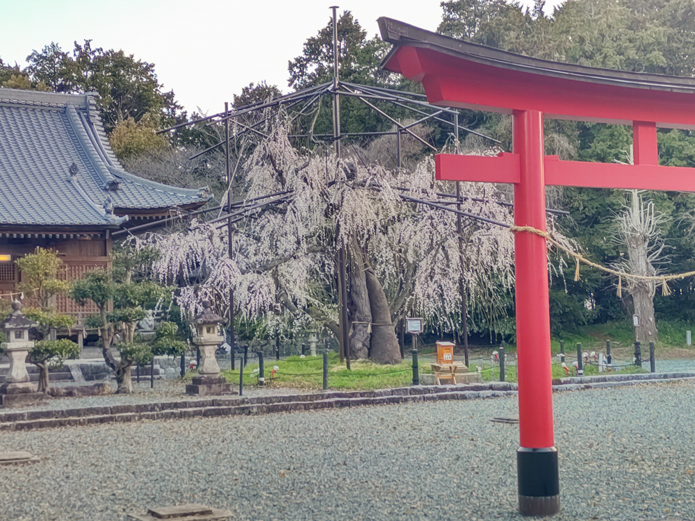 野依八幡社、しだれ桜、3月春の花、愛知県豊橋市の観光・撮影スポットの画像と写真