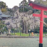 野依八幡社、しだれ桜、3月春の花、愛知県豊橋市の観光・撮影スポットの画像と写真