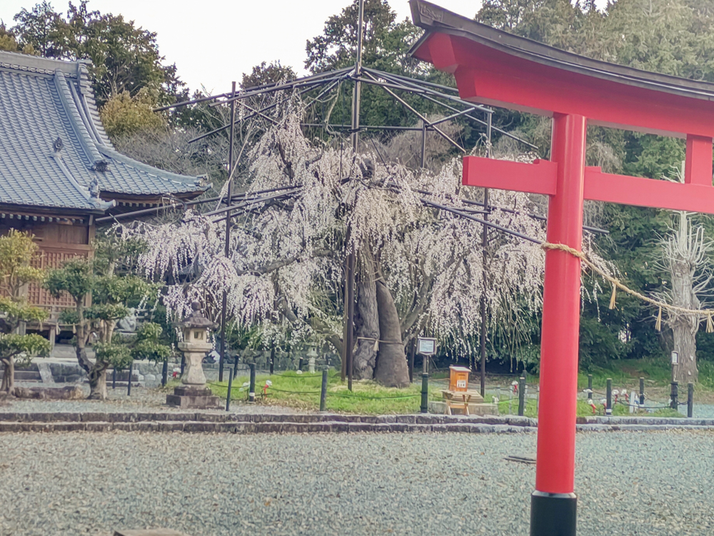 野依八幡社、しだれ桜、3月春の花、愛知県豊橋市の観光・撮影スポットの画像と写真