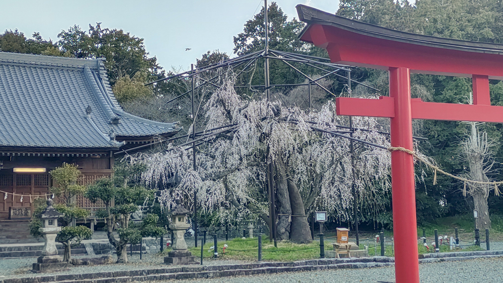 野依八幡社、しだれ桜、3月春の花、愛知県豊橋市の観光・撮影スポットの画像と写真