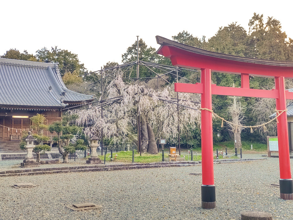 野依八幡社、しだれ桜、3月春の花、愛知県豊橋市の観光・撮影スポットの画像と写真