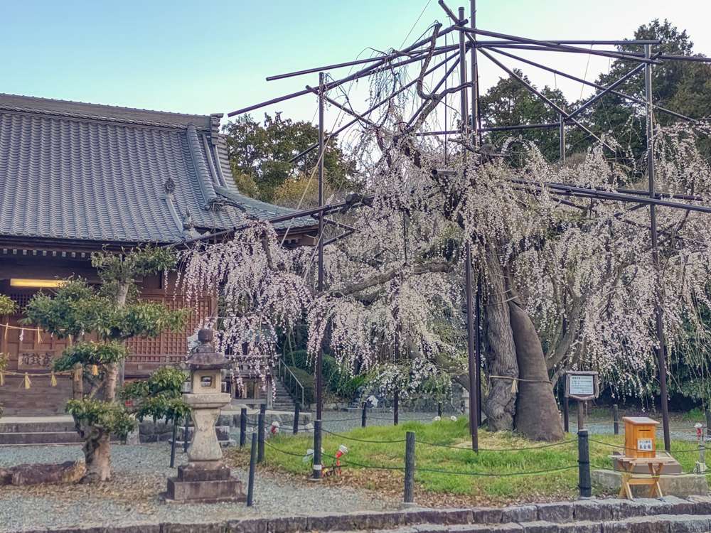 野依八幡社、しだれ桜、3月春の花、愛知県豊橋市の観光・撮影スポットの画像と写真