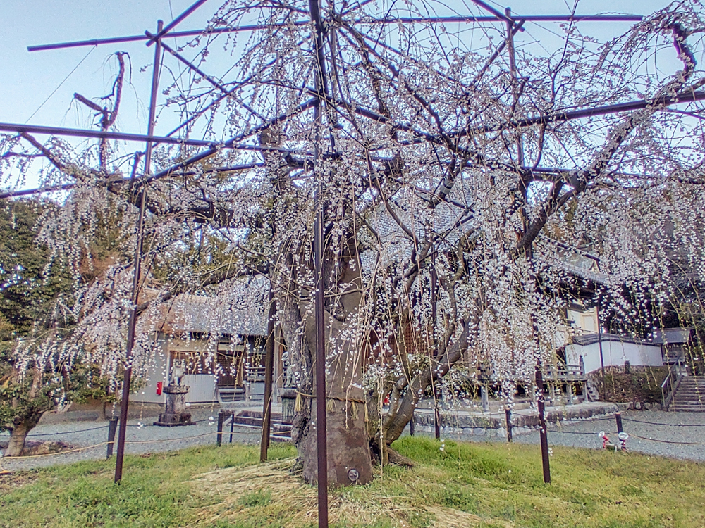 野依八幡社、しだれ桜、3月春の花、愛知県豊橋市の観光・撮影スポットの画像と写真