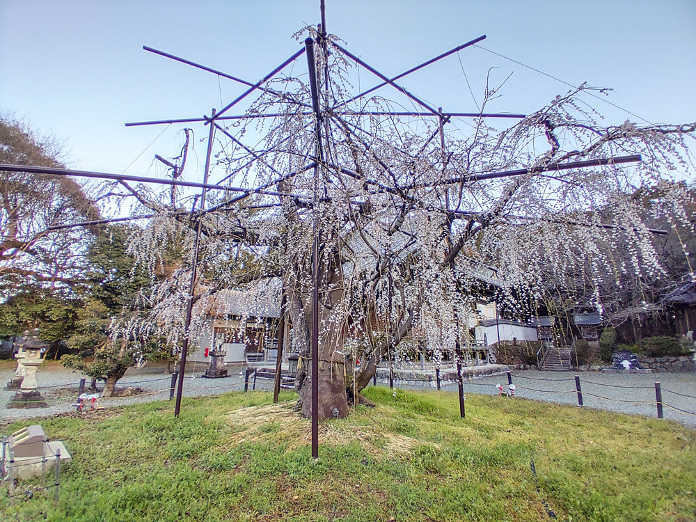 野依八幡社、しだれ桜、3月春の花、愛知県豊橋市の観光・撮影スポットの画像と写真