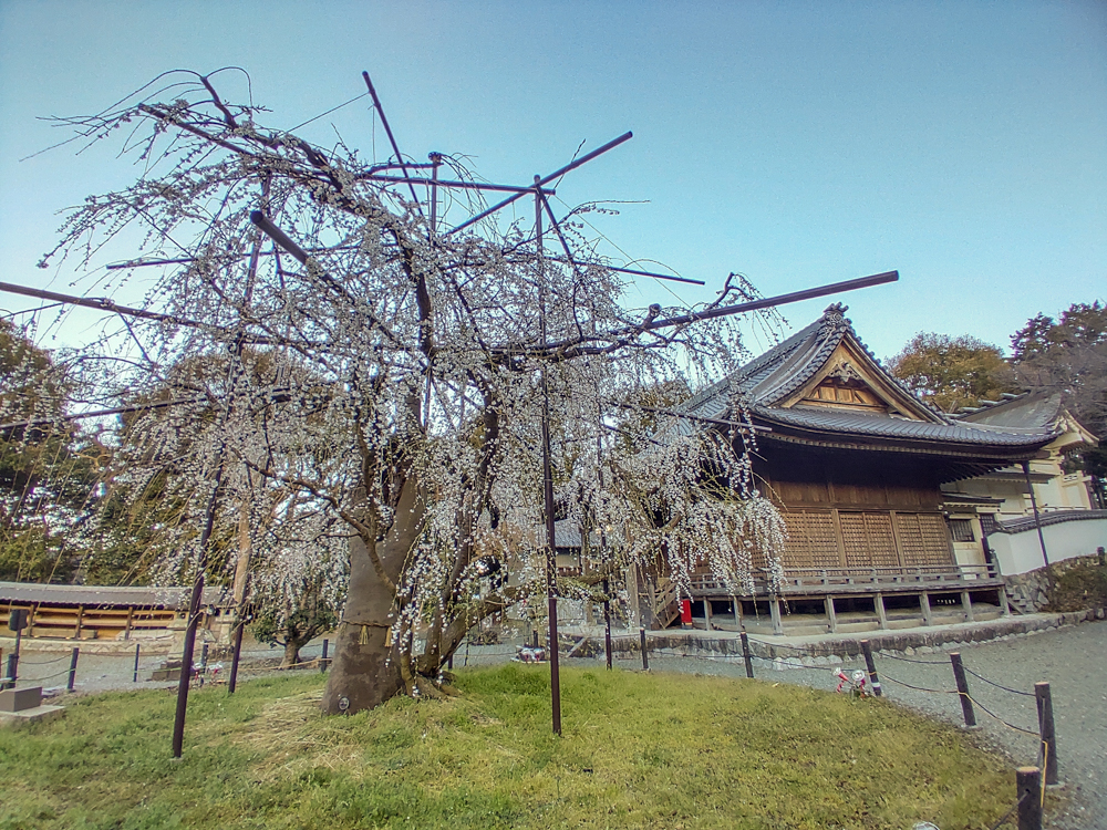 野依八幡社、しだれ桜、3月春の花、愛知県豊橋市の観光・撮影スポットの画像と写真