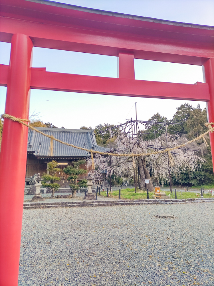 野依八幡社、しだれ桜、3月春の花、愛知県豊橋市の観光・撮影スポットの画像と写真