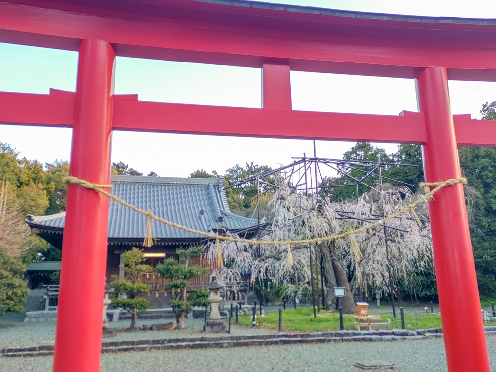 野依八幡社、しだれ桜、3月春の花、愛知県豊橋市の観光・撮影スポットの画像と写真