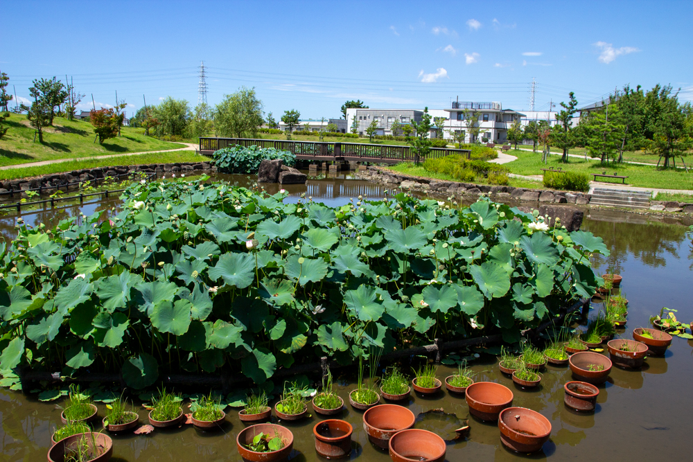 油ヶ淵水辺公園・水生花園、ハス、2024年7月の秋の花、愛知県碧南市の観光・撮影スポットの画像と写真