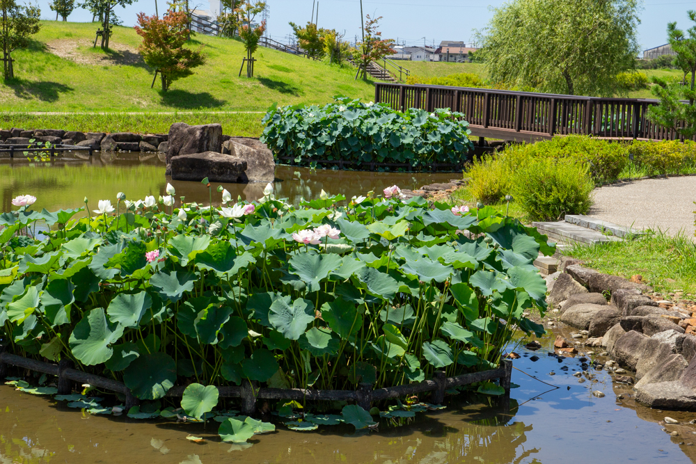 油ヶ淵水辺公園・水生花園、ハス、2024年7月の秋の花、愛知県碧南市の観光・撮影スポットの画像と写真