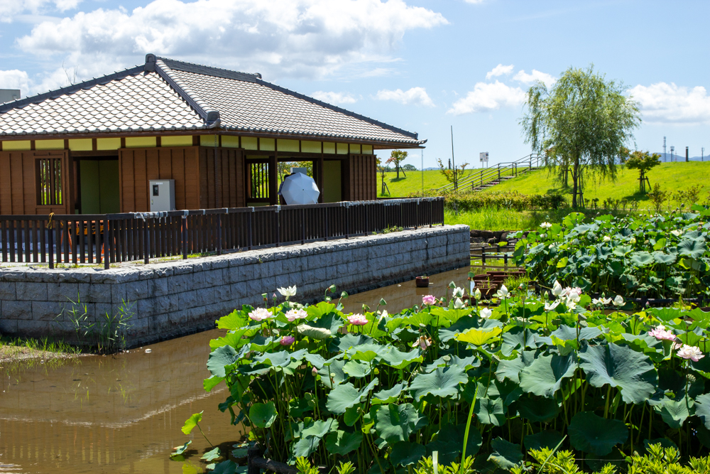 油ヶ淵水辺公園・水生花園、ハス、2024年7月の秋の花、愛知県碧南市の観光・撮影スポットの画像と写真