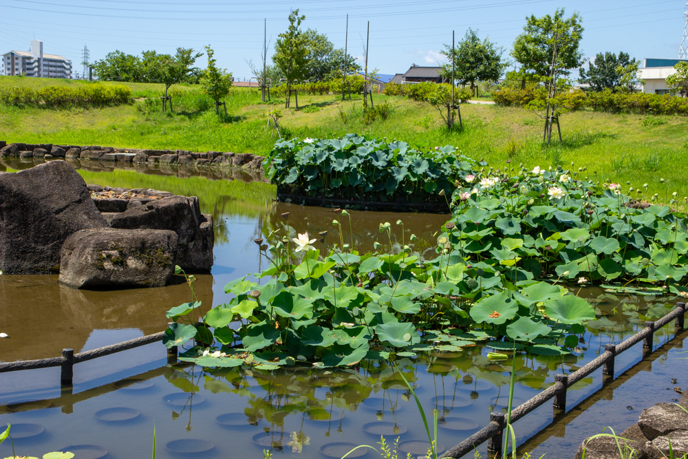 油ヶ淵水辺公園・水生花園、ハス、2024年7月の秋の花、愛知県碧南市の観光・撮影スポットの画像と写真