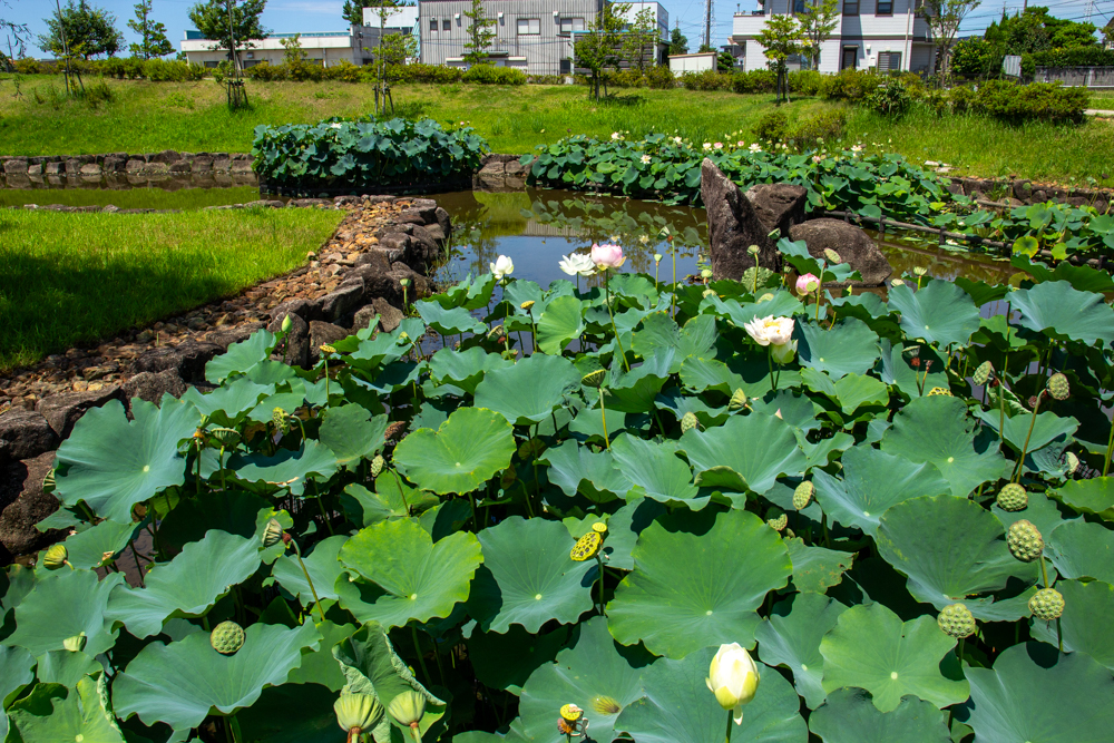 油ヶ淵水辺公園・水生花園、ハス、2024年7月の秋の花、愛知県碧南市の観光・撮影スポットの画像と写真