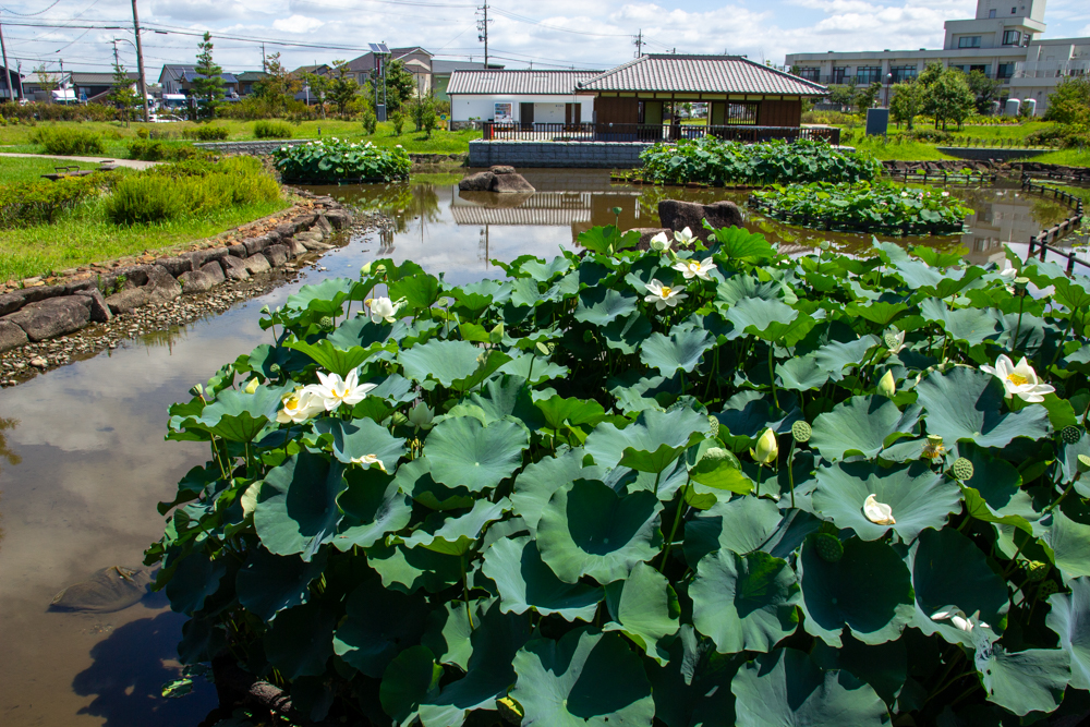 油ヶ淵水辺公園・水生花園、ハス、2024年7月の秋の花、愛知県碧南市の観光・撮影スポットの画像と写真