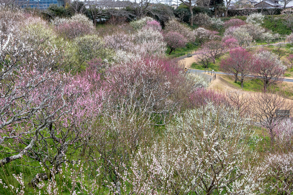 はままつフラワーパーク、梅、3月春の花、静岡県浜松市の観光・撮影スポットの画像と写真