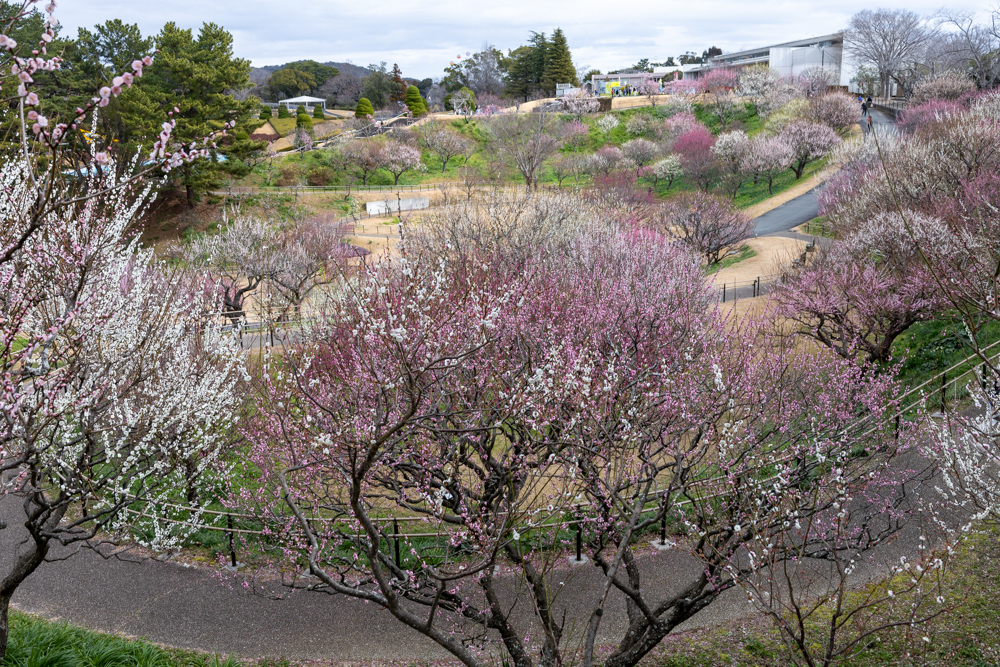 はままつフラワーパーク、梅、3月春の花、静岡県浜松市の観光・撮影スポットの画像と写真