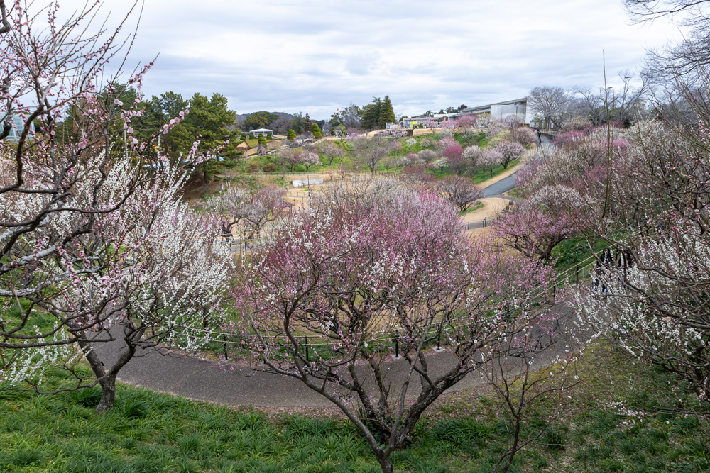 はままつフラワーパーク、梅、3月春の花、静岡県浜松市の観光・撮影スポットの画像と写真