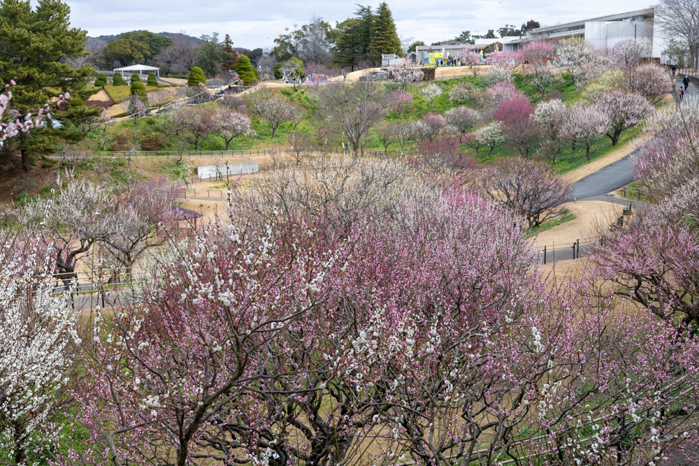 はままつフラワーパーク、梅、3月春の花、静岡県浜松市の観光・撮影スポットの画像と写真