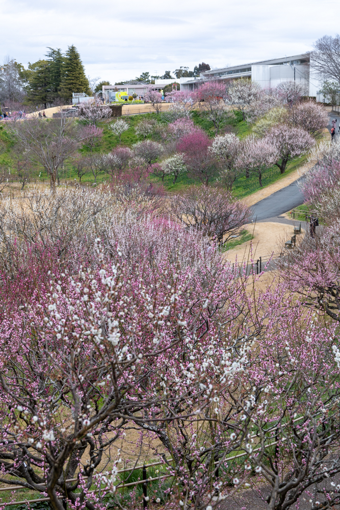 はままつフラワーパーク、梅、3月春の花、静岡県浜松市の観光・撮影スポットの画像と写真