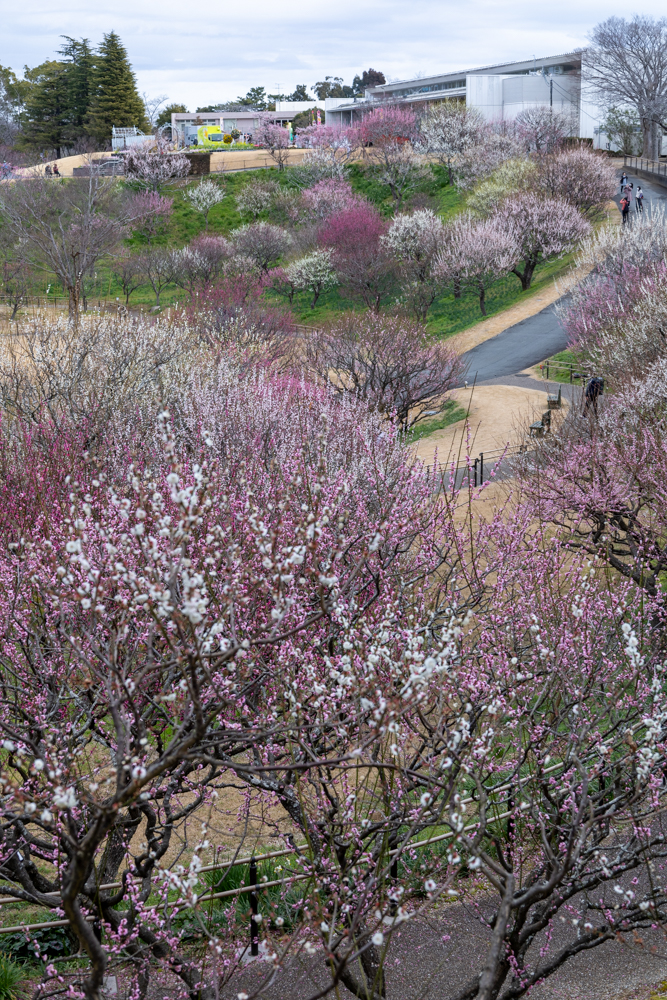 はままつフラワーパーク、梅、3月春の花、静岡県浜松市の観光・撮影スポットの画像と写真