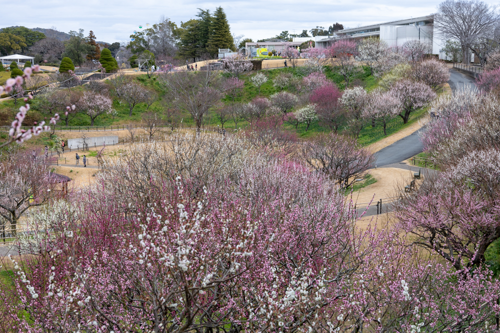 はままつフラワーパーク、梅、3月春の花、静岡県浜松市の観光・撮影スポットの画像と写真