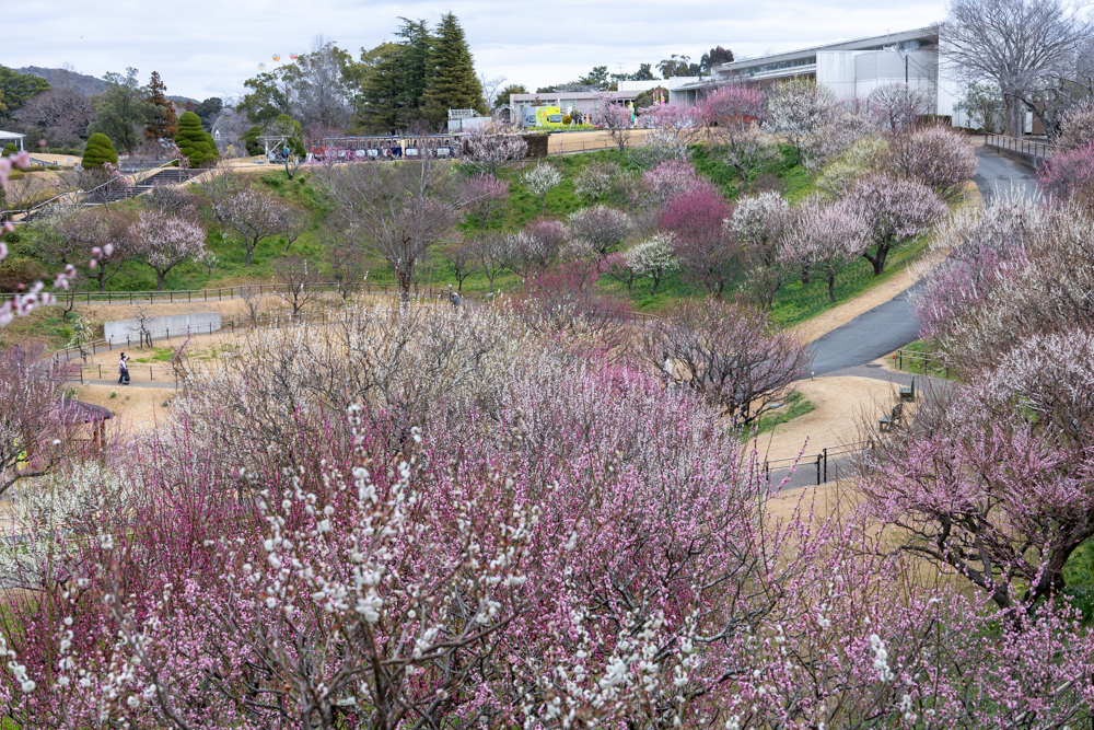 はままつフラワーパーク、梅、3月春の花、静岡県浜松市の観光・撮影スポットの画像と写真