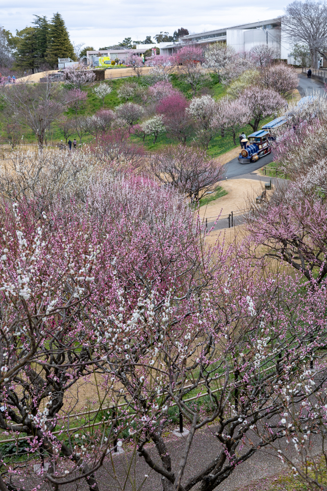 はままつフラワーパーク、梅、3月春の花、静岡県浜松市の観光・撮影スポットの画像と写真