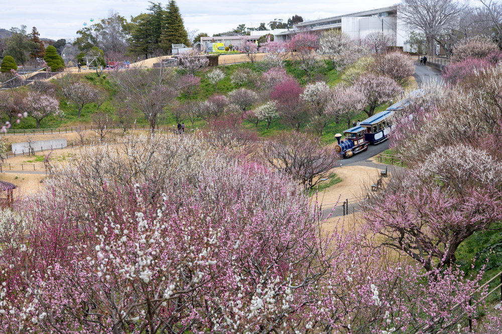 はままつフラワーパーク、梅、3月春の花、静岡県浜松市の観光・撮影スポットの画像と写真