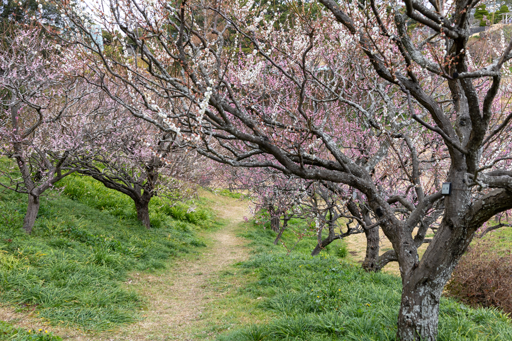 はままつフラワーパーク、梅、3月春の花、静岡県浜松市の観光・撮影スポットの画像と写真