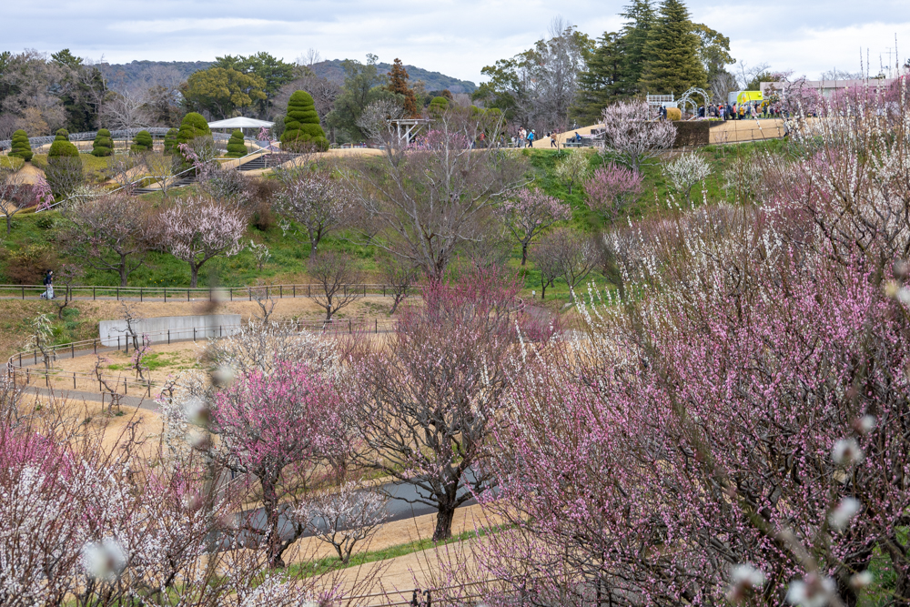 はままつフラワーパーク、梅、3月春の花、静岡県浜松市の観光・撮影スポットの画像と写真