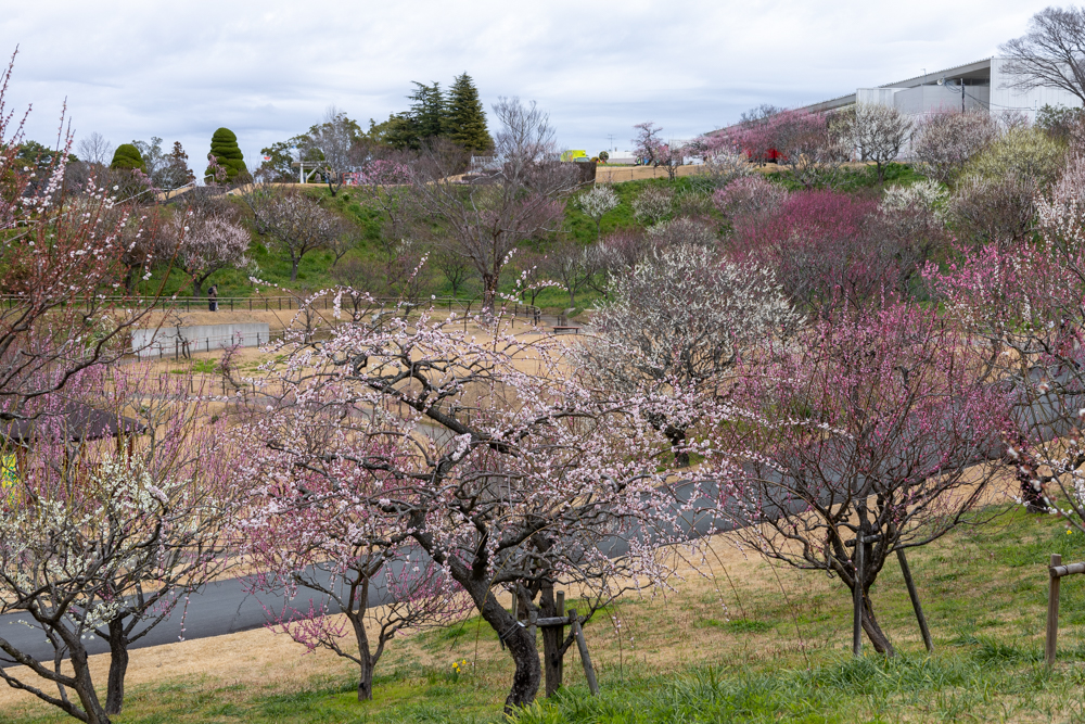 はままつフラワーパーク、梅、3月春の花、静岡県浜松市の観光・撮影スポットの画像と写真