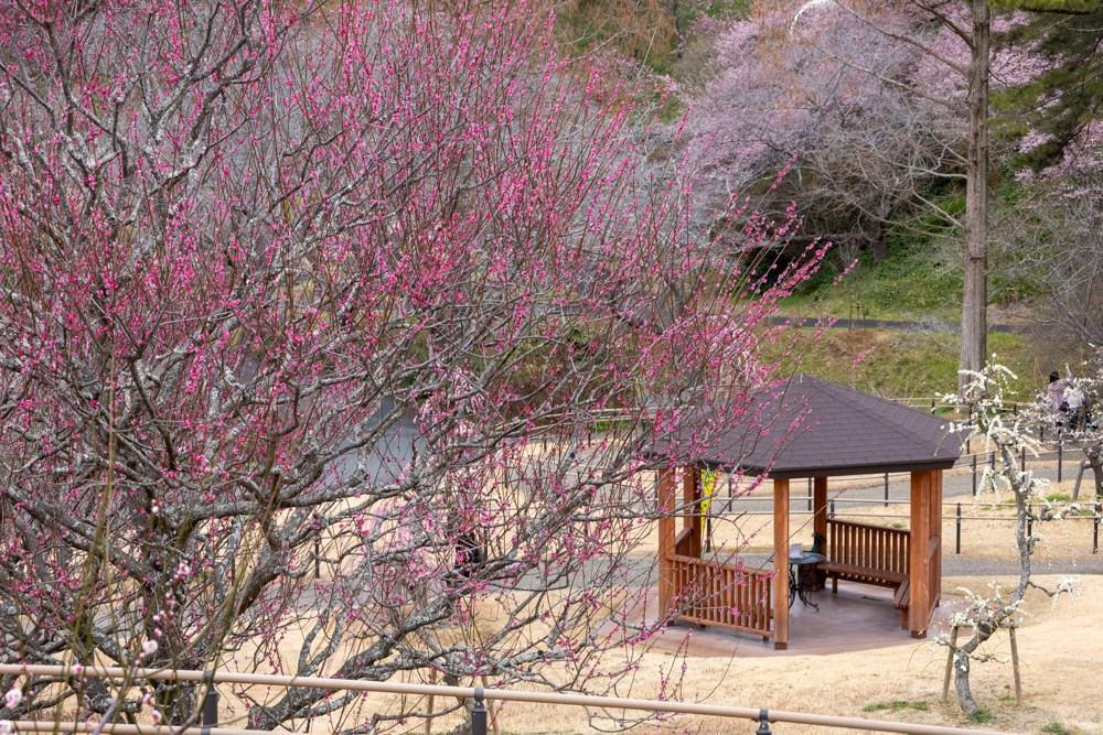 はままつフラワーパーク、梅、3月春の花、静岡県浜松市の観光・撮影スポットの画像と写真