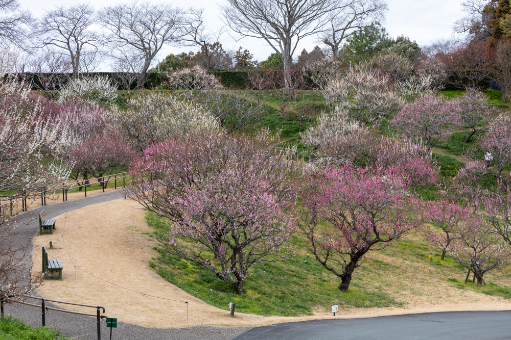 はままつフラワーパーク、梅、3月春の花、静岡県浜松市の観光・撮影スポットの画像と写真