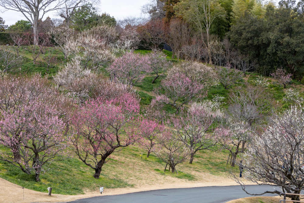 はままつフラワーパーク、梅、3月春の花、静岡県浜松市の観光・撮影スポットの画像と写真