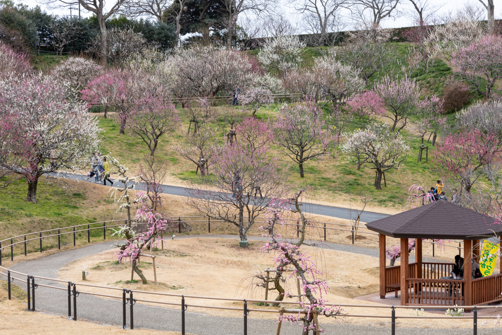 はままつフラワーパーク、梅、3月春の花、静岡県浜松市の観光・撮影スポットの画像と写真