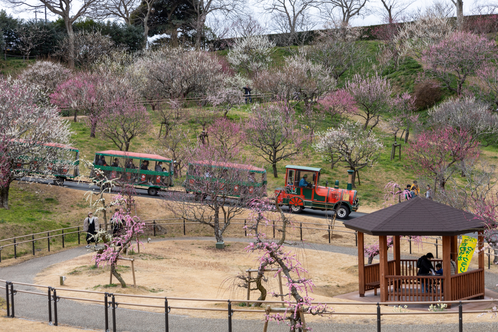 はままつフラワーパーク、梅、3月春の花、静岡県浜松市の観光・撮影スポットの画像と写真