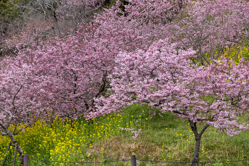 はままつフラワーパーク、梅、3月春の花、静岡県浜松市の観光・撮影スポットの画像と写真