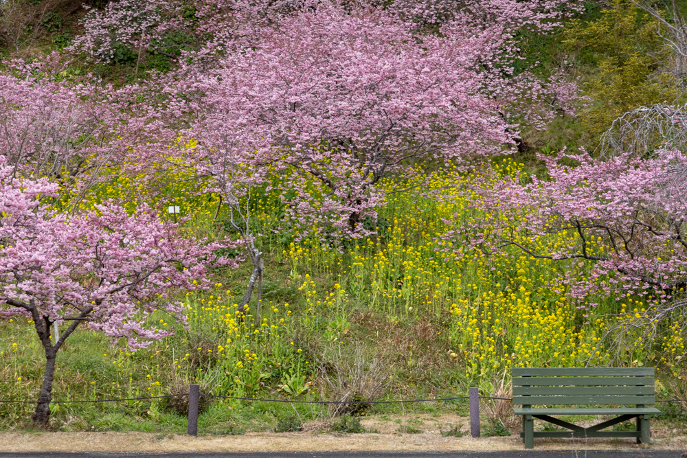 はままつフラワーパーク、梅、3月春の花、静岡県浜松市の観光・撮影スポットの画像と写真