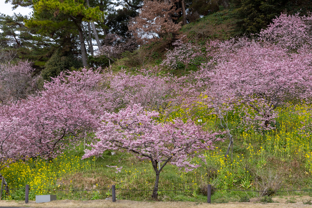 はままつフラワーパーク、梅、3月春の花、静岡県浜松市の観光・撮影スポットの画像と写真