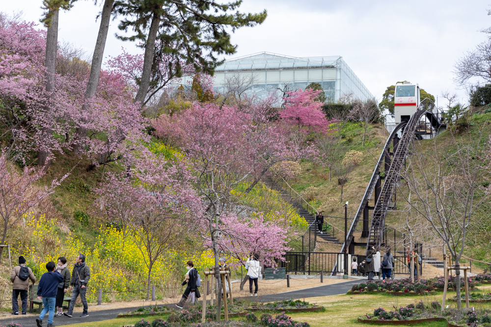 はままつフラワーパーク、梅、3月春の花、静岡県浜松市の観光・撮影スポットの画像と写真