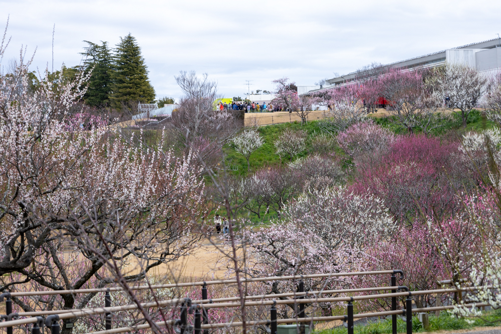 はままつフラワーパーク、梅、3月春の花、静岡県浜松市の観光・撮影スポットの画像と写真