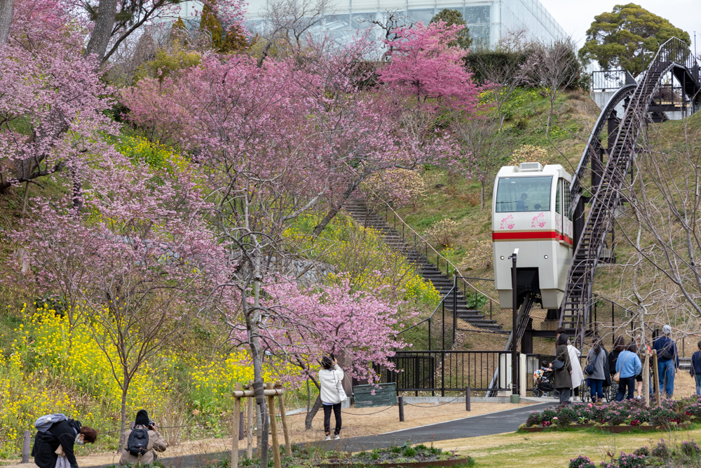 はままつフラワーパーク、梅、3月春の花、静岡県浜松市の観光・撮影スポットの画像と写真