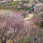 はままつフラワーパーク、梅、3月春の花、静岡県浜松市の観光・撮影スポットの画像と写真