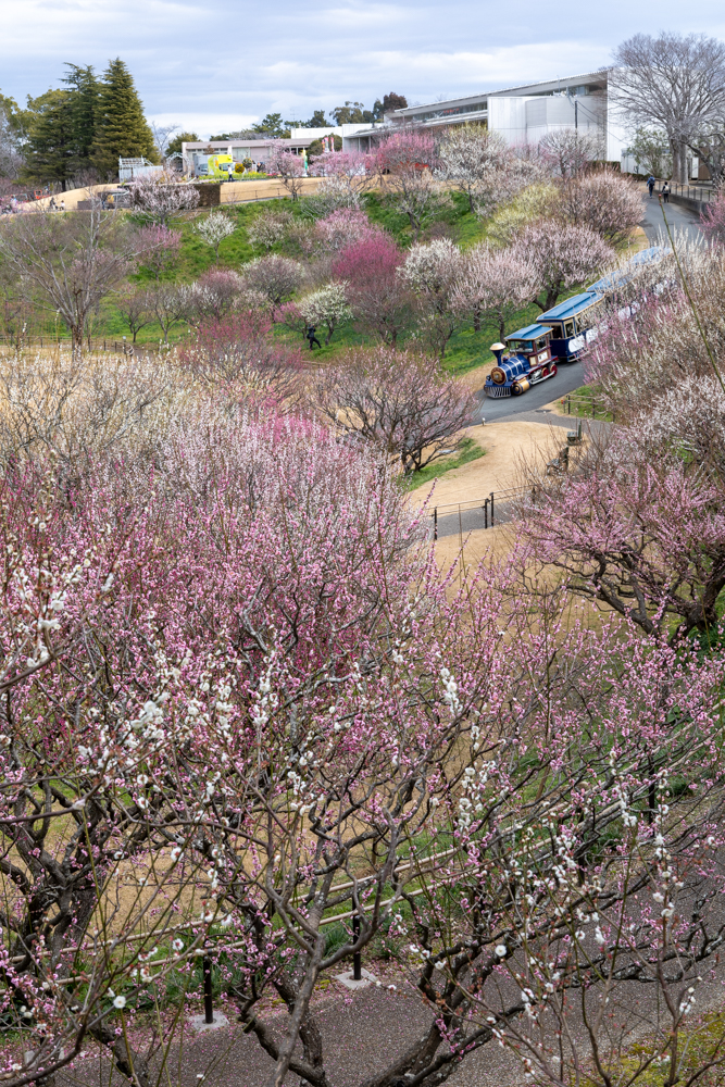 はままつフラワーパーク、梅、3月春の花、静岡県浜松市の観光・撮影スポットの画像と写真