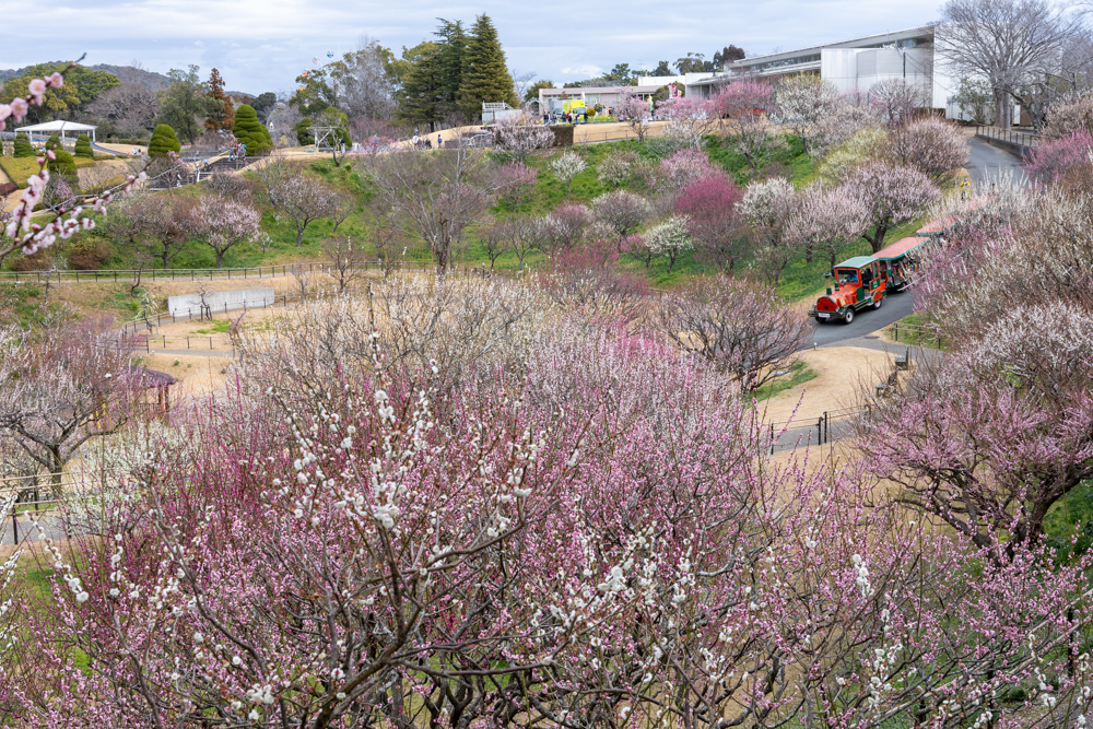 はままつフラワーパーク、梅、3月春の花、静岡県浜松市の観光・撮影スポットの画像と写真