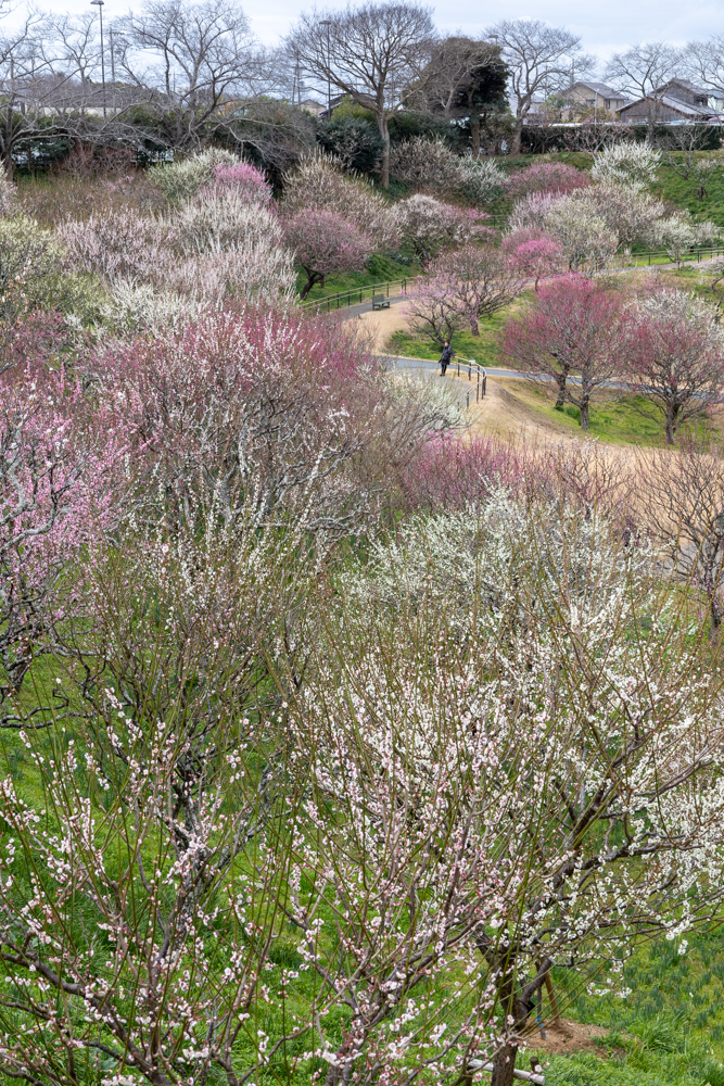 はままつフラワーパーク、梅、3月春の花、静岡県浜松市の観光・撮影スポットの画像と写真