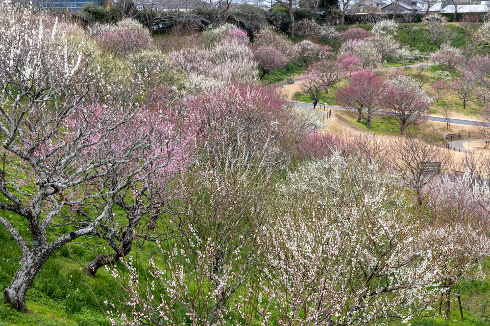 はままつフラワーパーク、梅、3月春の花、静岡県浜松市の観光・撮影スポットの画像と写真