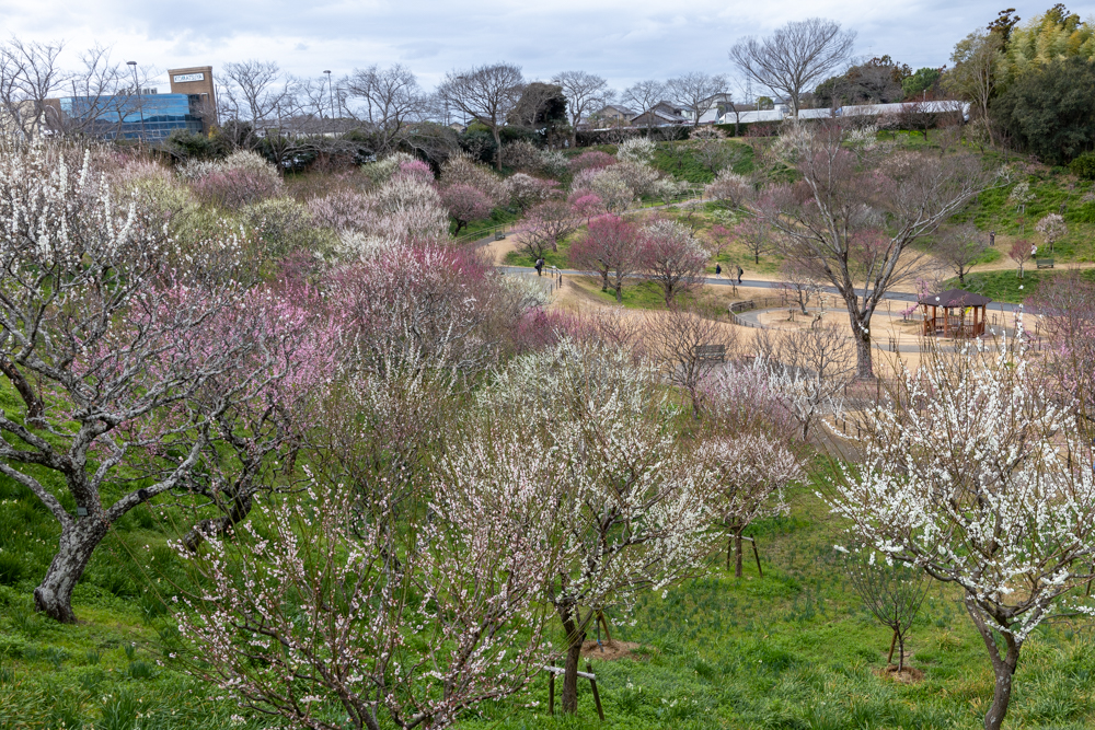 はままつフラワーパーク、梅、3月春の花、静岡県浜松市の観光・撮影スポットの画像と写真