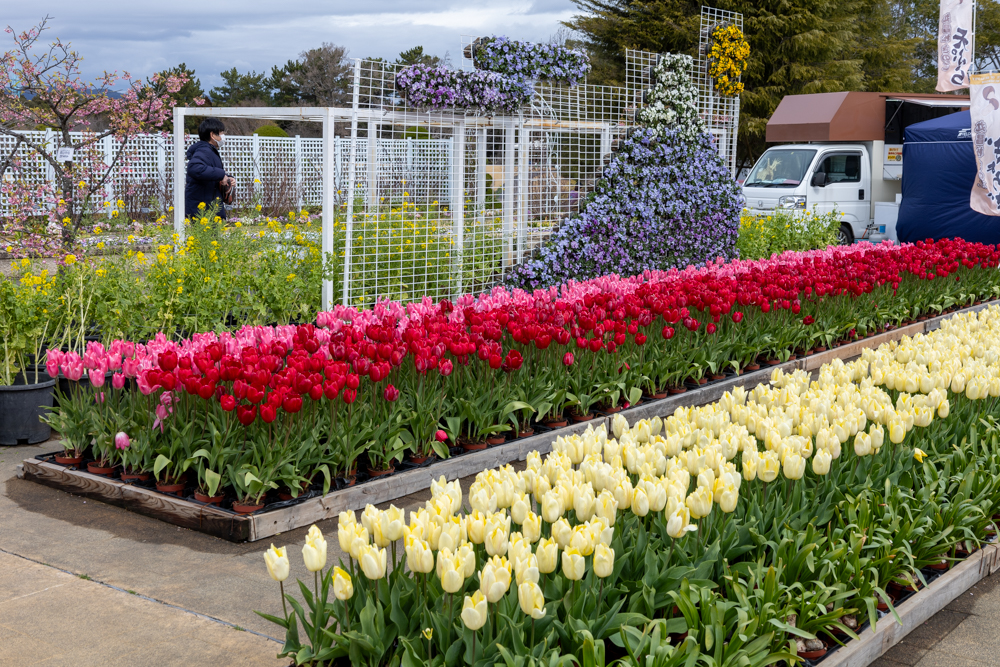 はままつフラワーパーク、チューリップ、3月春の花、静岡県浜松市の観光・撮影スポットの画像と写真