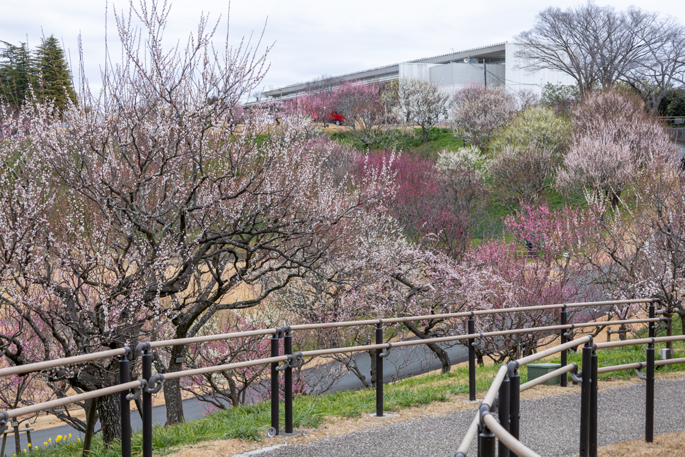 はままつフラワーパーク、梅、3月春の花、静岡県浜松市の観光・撮影スポットの画像と写真